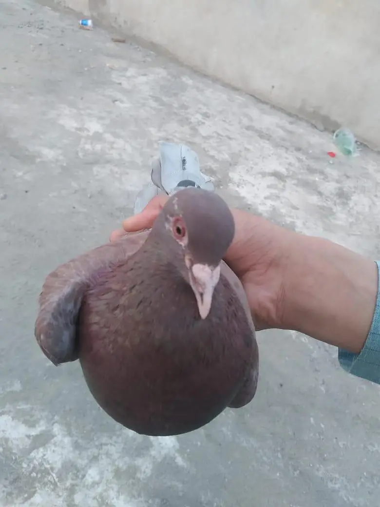 All breed's Pigeons in 2000 urgent sale — photo 8