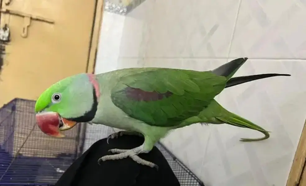 Kashmir Raw Parrot  handtam — photo 2