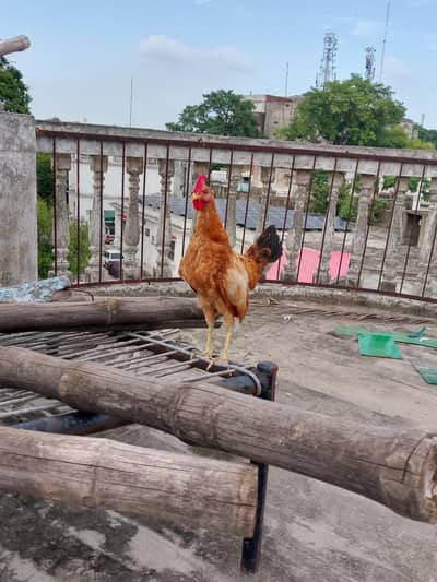 Desi murgia or murga