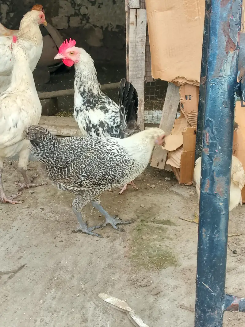 Desi murgia or murga — photo 2