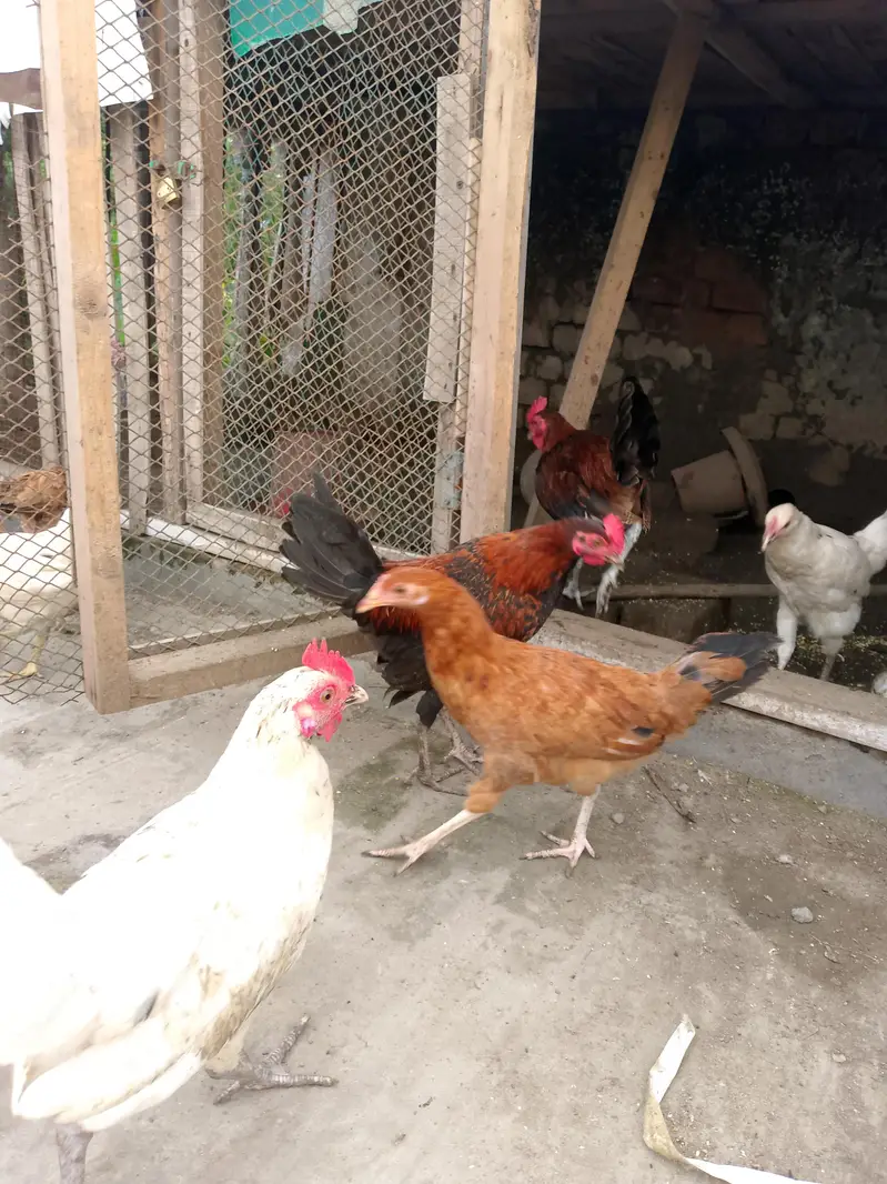 Desi murgia or murga — photo 3