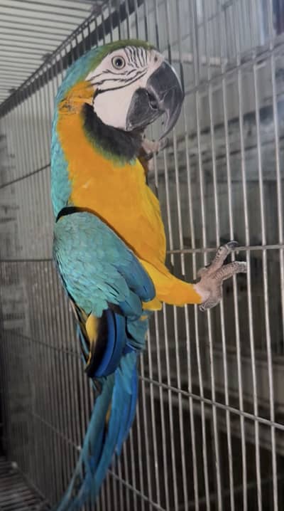 Blue gold macow male