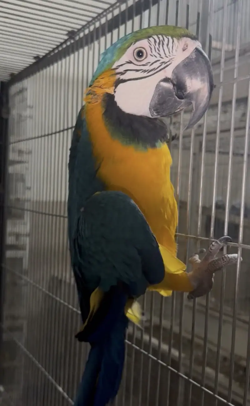 Blue gold macow male — photo 2