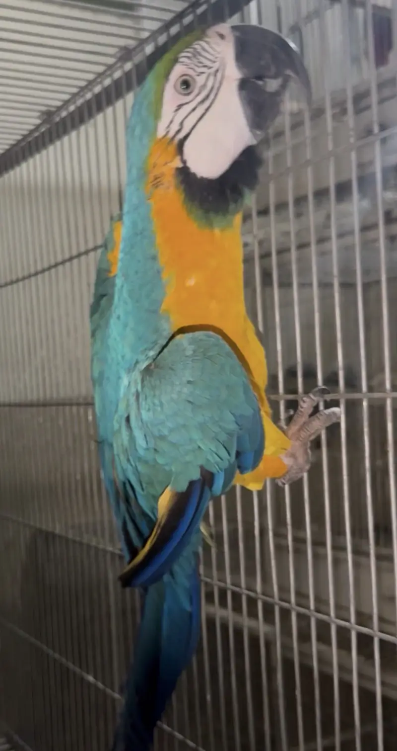 Blue gold macow male — photo 3