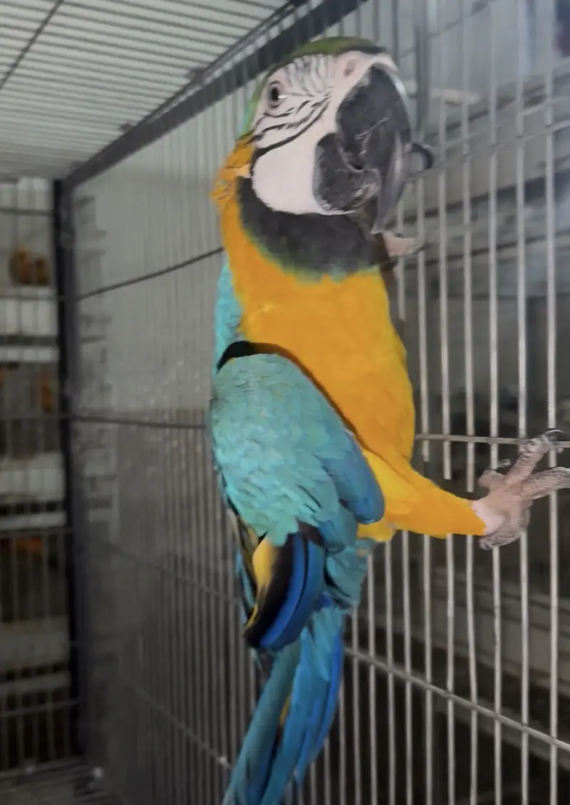 Blue gold macow male — photo 4