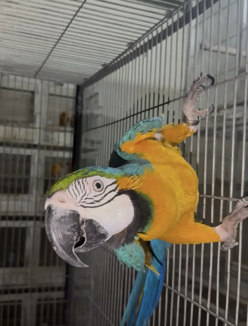 Blue gold macow male — photo 5