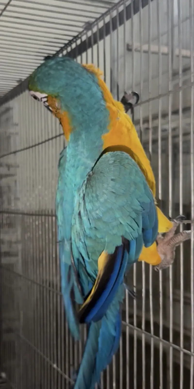 Blue gold macow male — photo 6