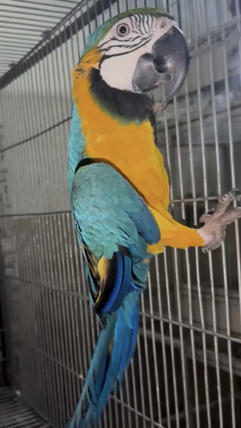Blue gold macow male — photo 7