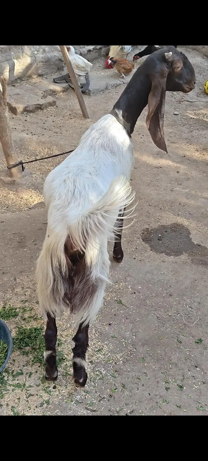 2 Bakriyan — photo 2
