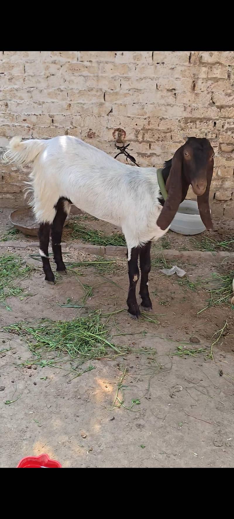 2 Bakriyan 4