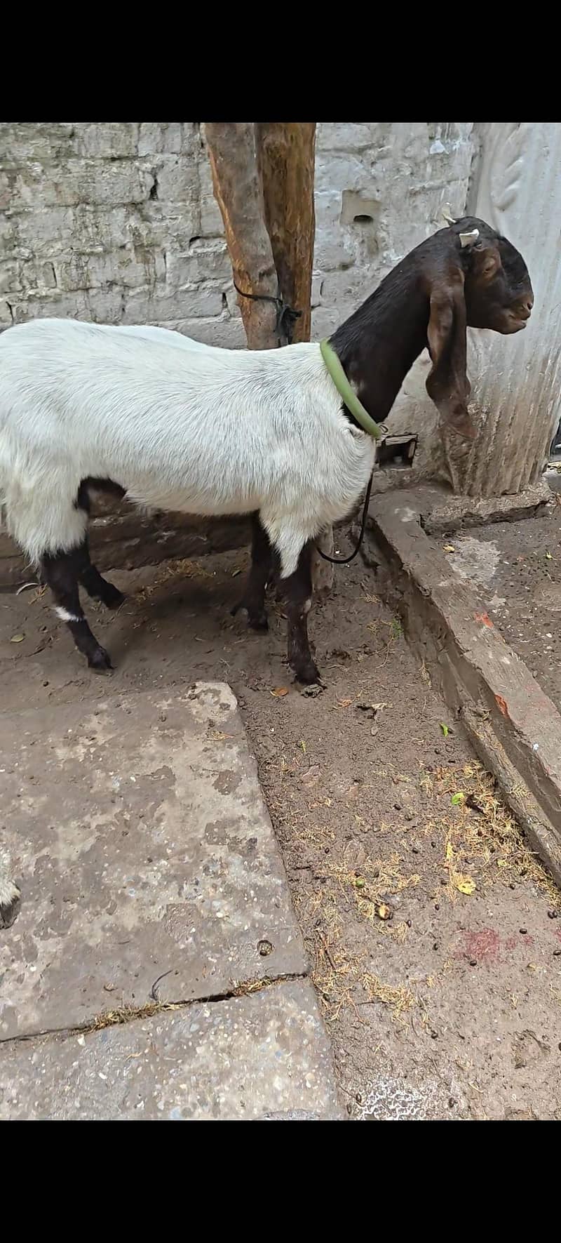 2 Bakriyan 7