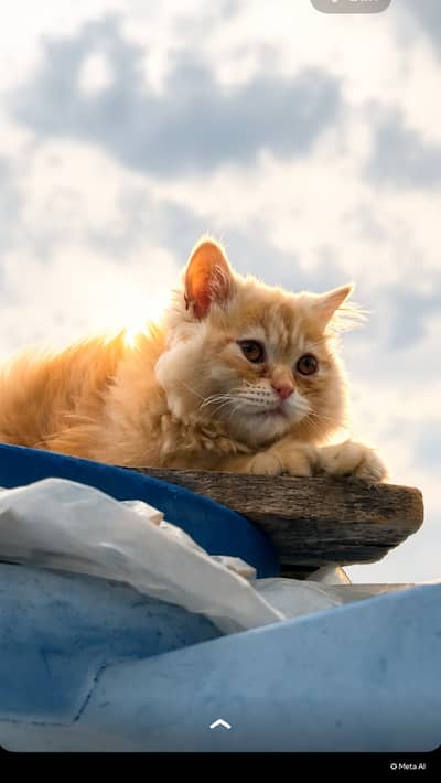 Cute and healthy Kitten for Adoption – Vaccination Charges Only 