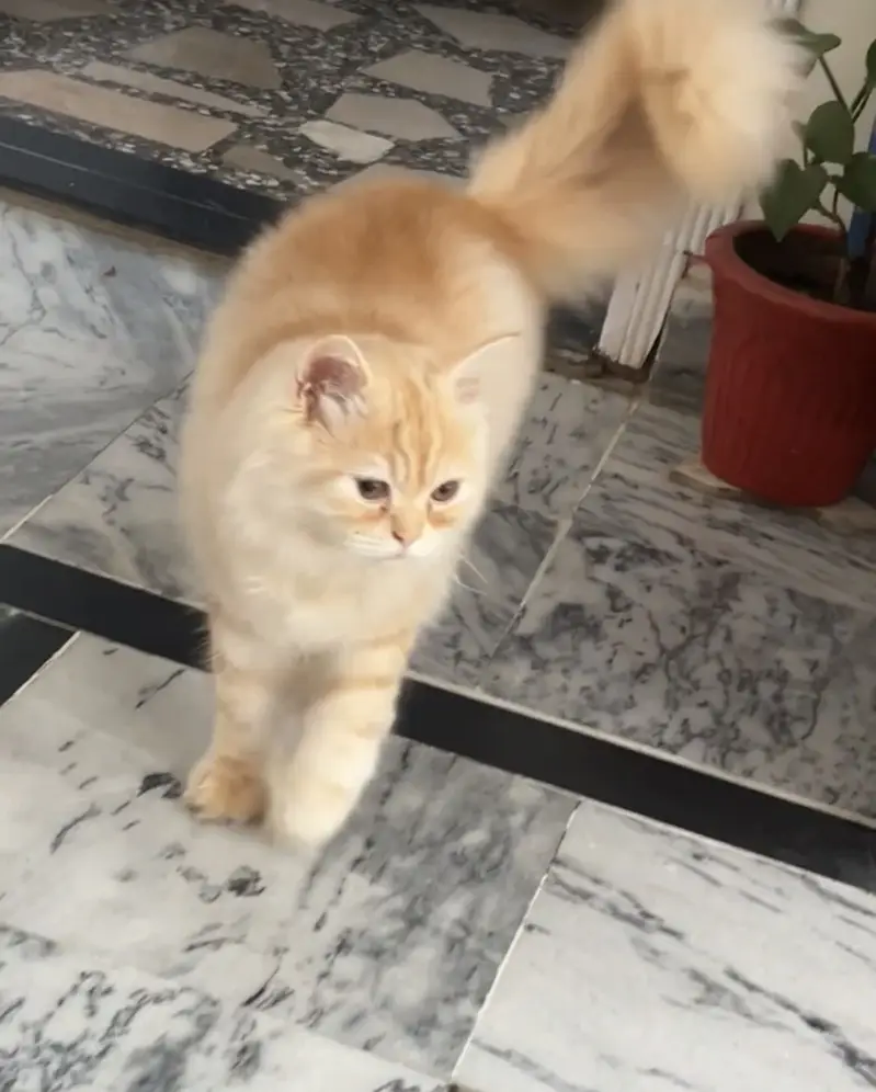 Cute and healthy Kitten for Adoption – Vaccination Charges Only  — photo 2