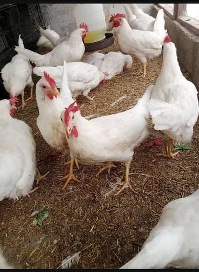 white egg layer hen leghorn
