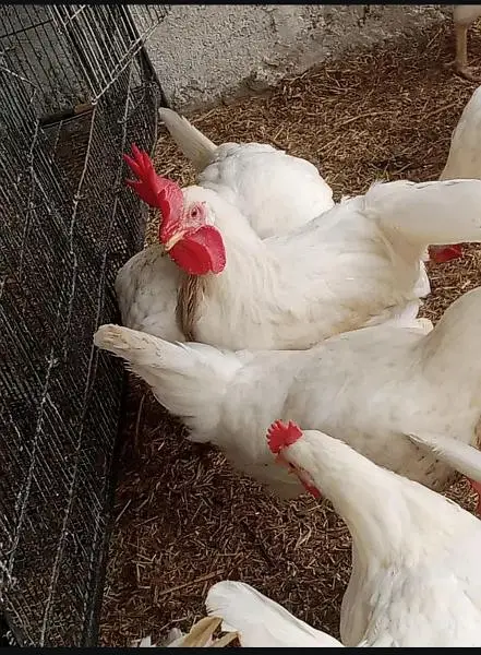 hen leghorn — photo 2