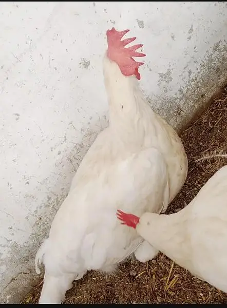 hen leghorn — photo 3