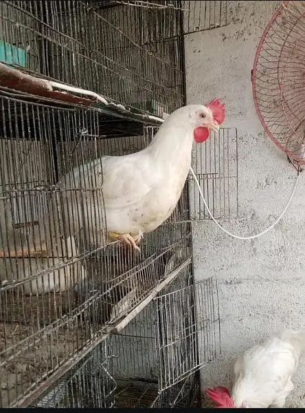 hen leghorn — photo 4
