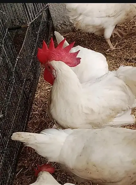 hen leghorn — photo 5