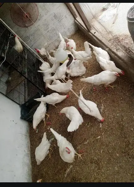 hen leghorn — photo 6