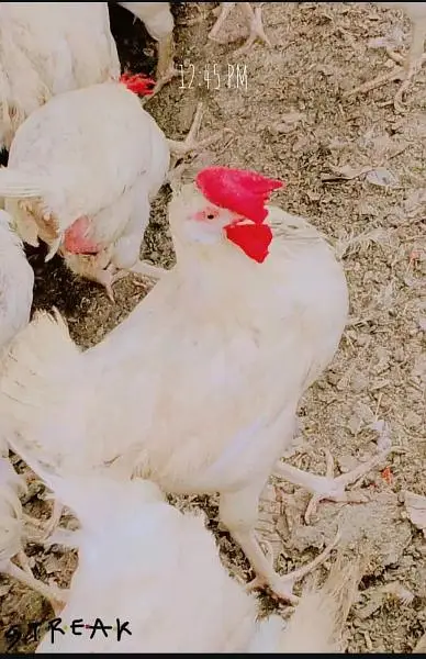 hen leghorn — photo 7