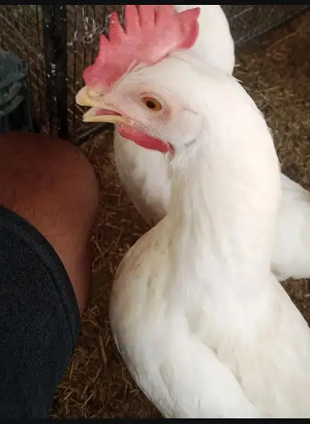hen leghorn — photo 8