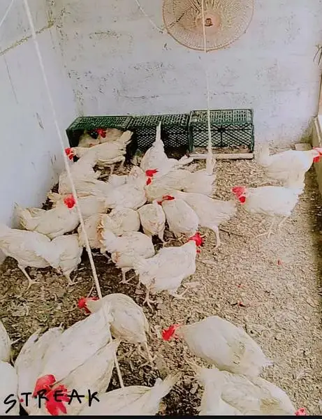 hen leghorn — photo 10
