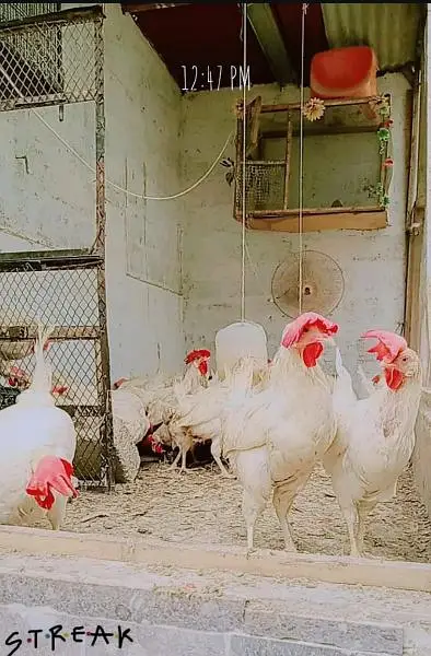 hen leghorn — photo 11