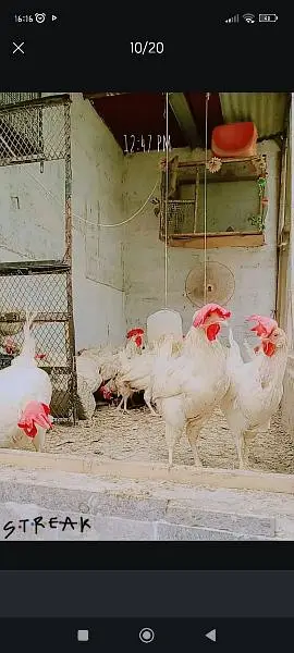 hen leghorn — photo 12