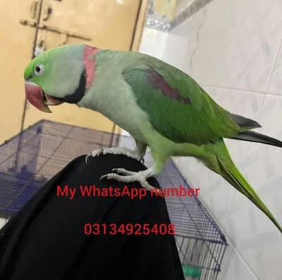 Kashmir Raw Parrot  handtam