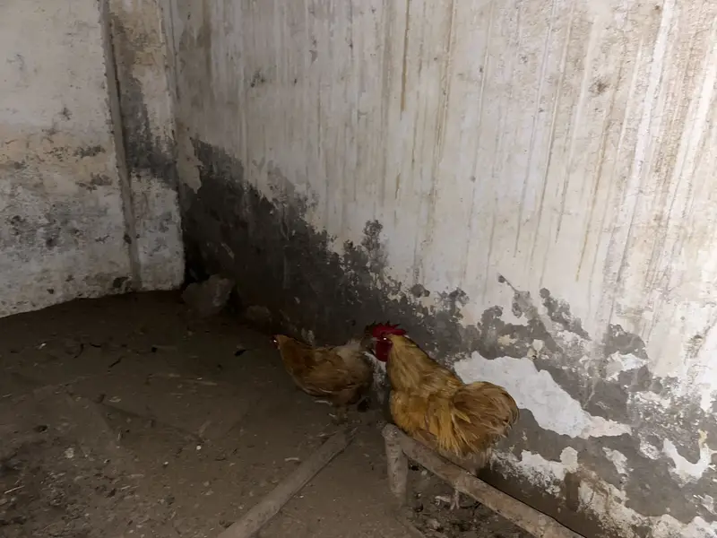 Golden buff hens — photo 2