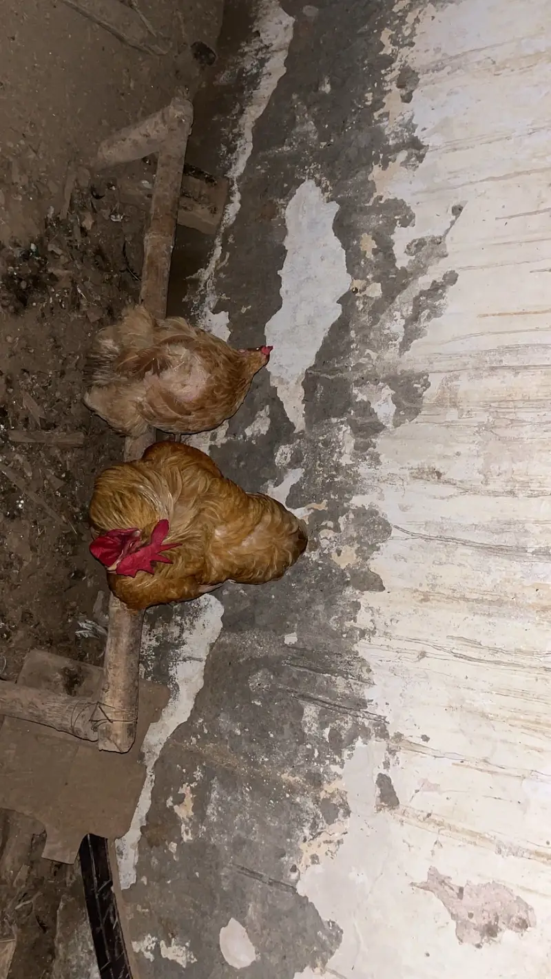 Golden buff hens — photo 3