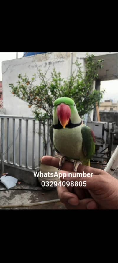 Kashmir Raw Parrot  handtam for sale urgent please