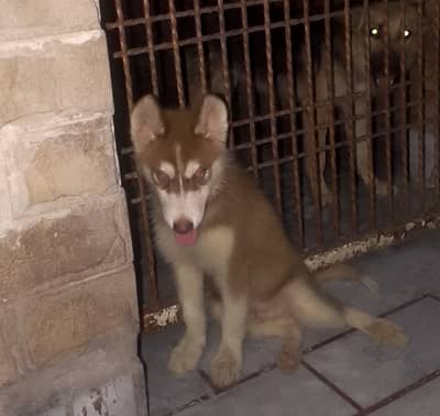 SIBERIAN HUSKY MALE PUPPY AVAILABLE