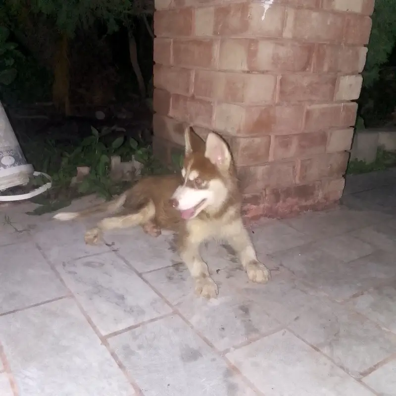 SIBERIAN HUSKY MALE PUPPY AVAILABLE — photo 3