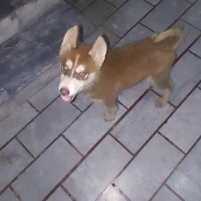 SIBERIAN HUSKY MALE PUPPY AVAILABLE — photo 4