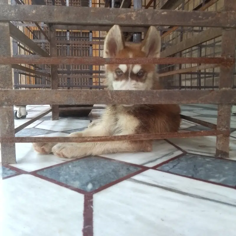 SIBERIAN HUSKY MALE PUPPY AVAILABLE — photo 5