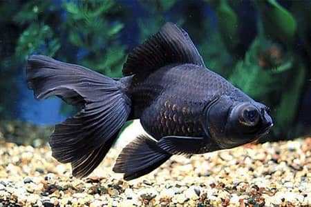 Black mor fish