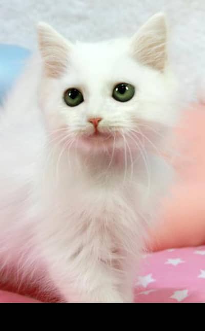 Female Kitty