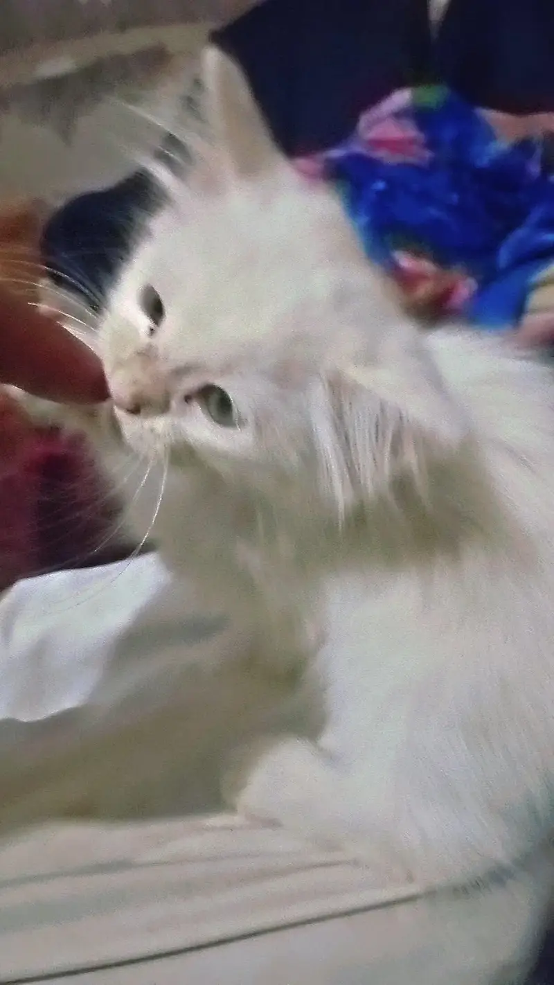 Female Kitty — photo 2