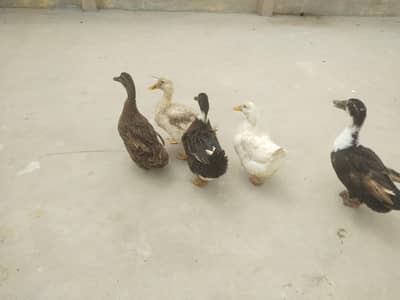 active ducks hay sari