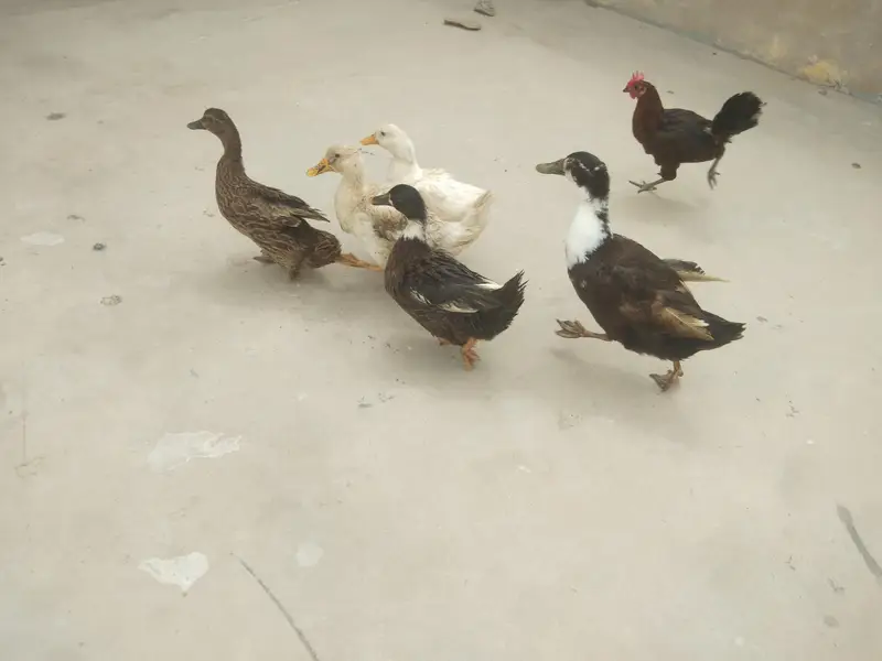 active ducks hay sari — photo 2