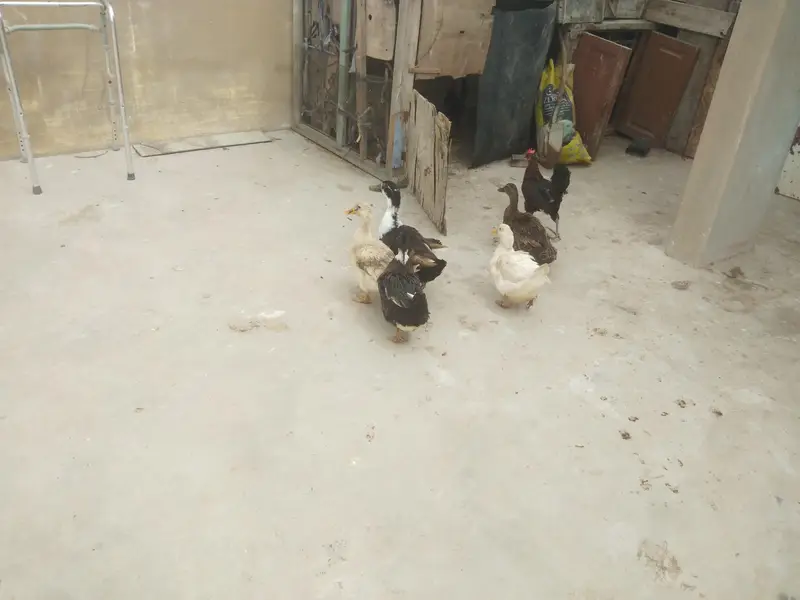 active ducks hay sari — photo 4