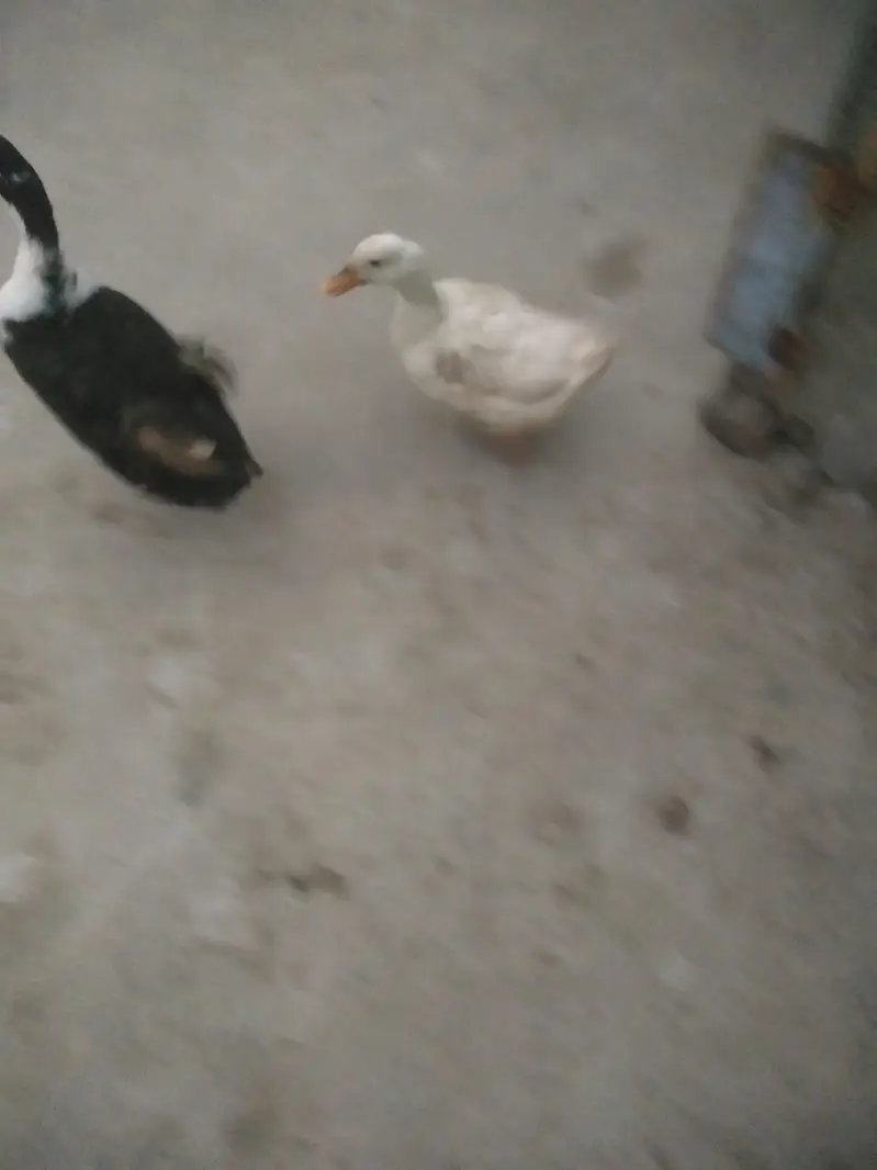 active ducks hay sari — photo 5