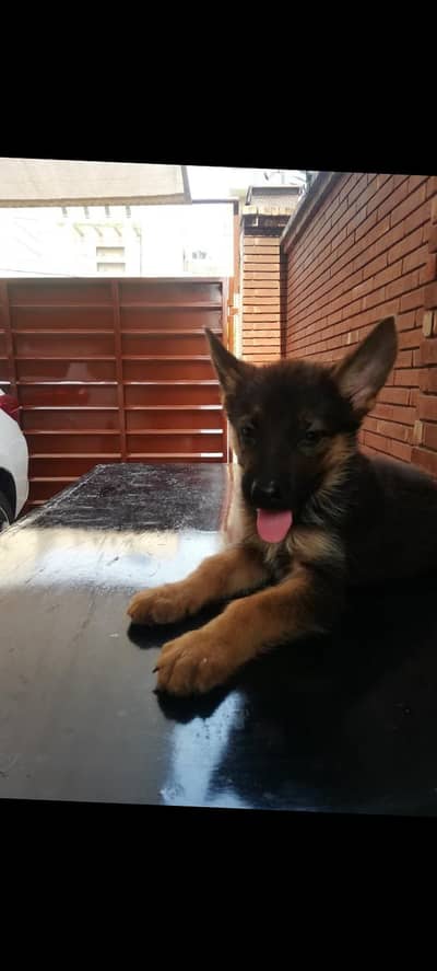 black and tan German shepherd