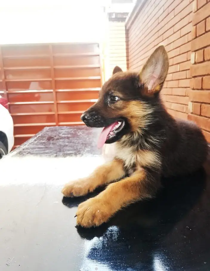 black and tan German shepherd — photo 2