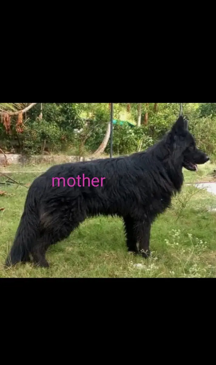 black and tan German shepherd — photo 3
