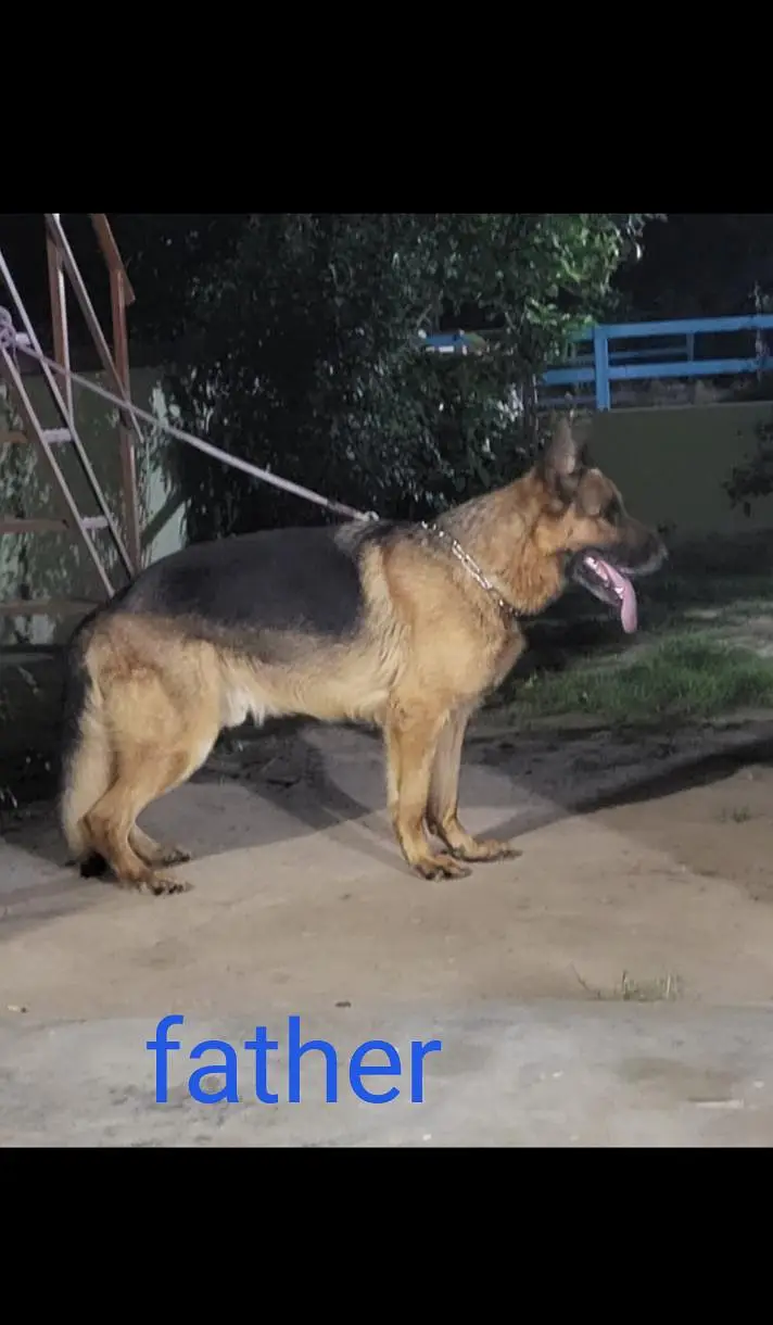 black and tan German shepherd — photo 4