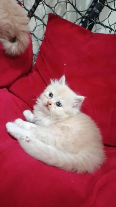 Kittens Available 03225625576 WhatsApp