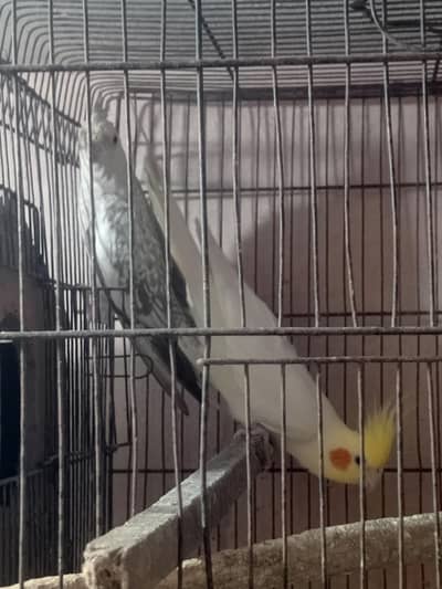 cockatiels pair