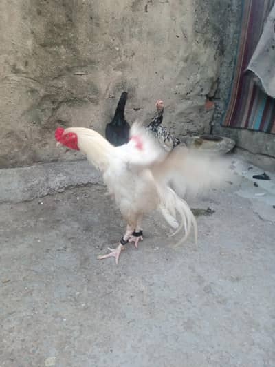 Heera aseel WhatsApp 03105018400